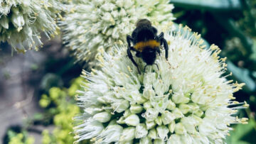 Biologische potgrond van Bio-Kultura